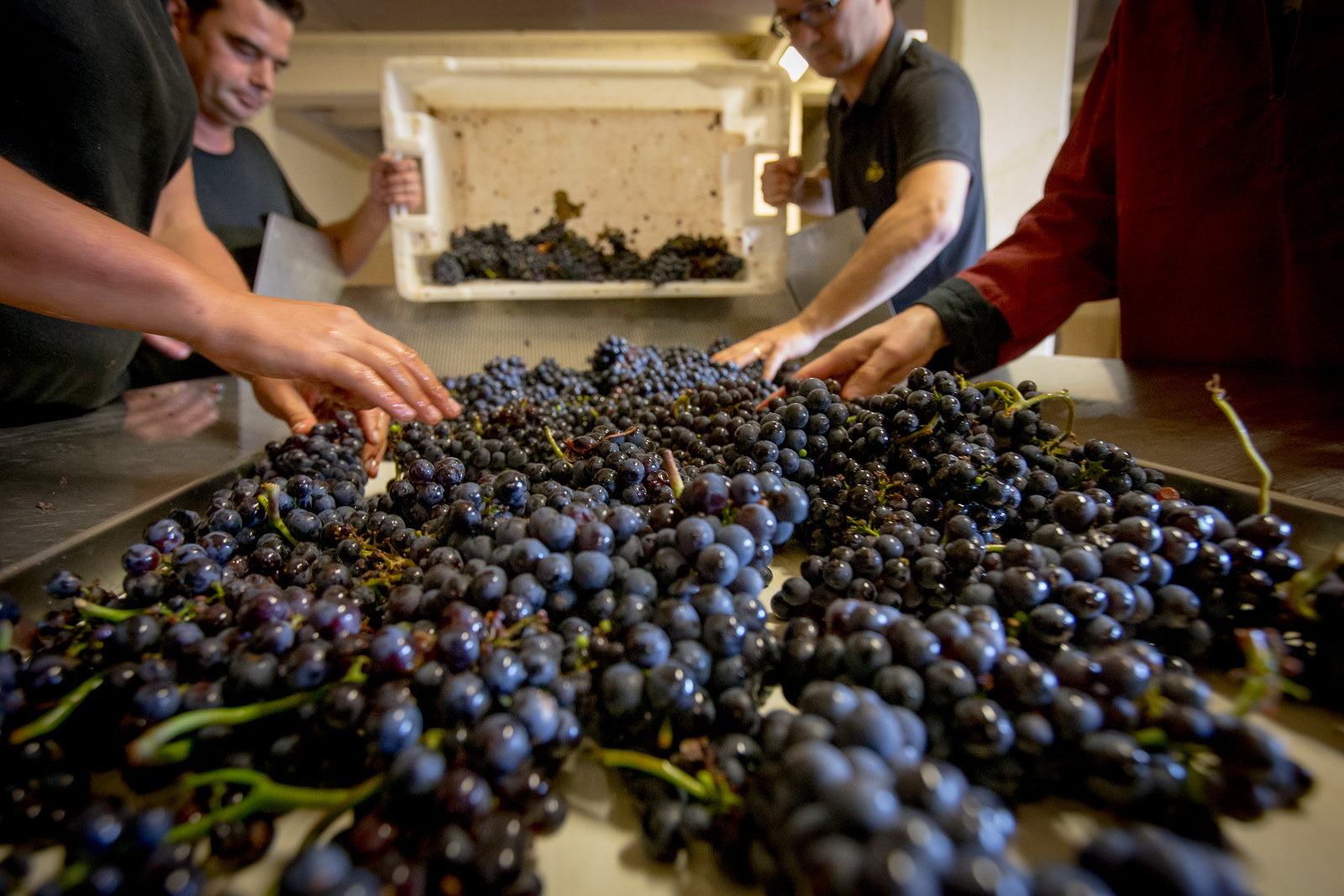 Pinewood Wine: 了解自己喜歡甚麼紅酒葡萄