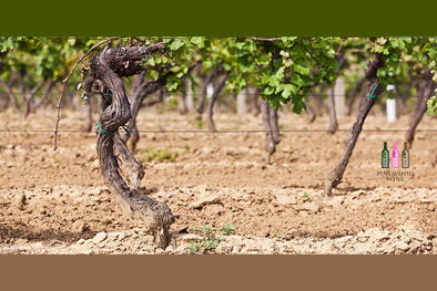 Pinewood Wine : Soil Terroir and Wine Doudet Naudin Pinot Noir