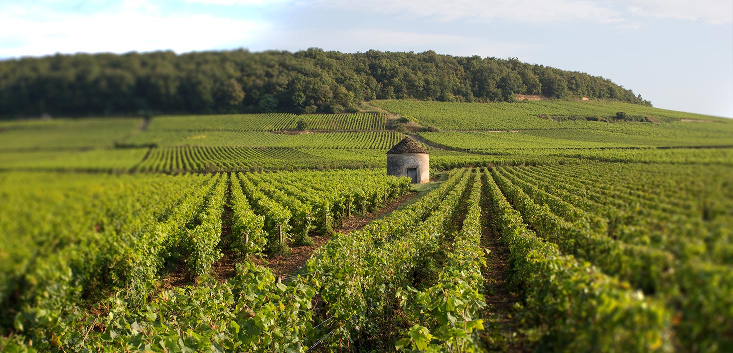 Doudet Naudin | Pinewood Wine's Exclusive Brand